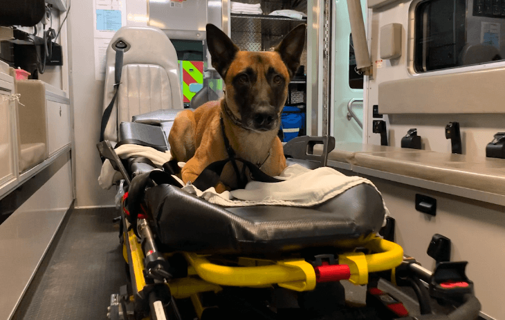 ambulanza veterinaria Milano
